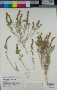 Ambrosia dumosa image