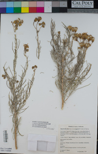 Senecio flaccidus var. douglasii image