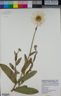 Leucanthemum x superbum image