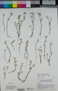 Logfia filaginoides image