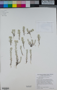 Logfia filaginoides image