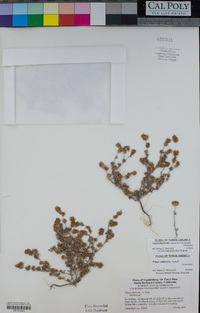 Logfia filaginoides image