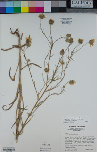 Madia elegans image