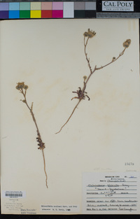 Malacothrix coulteri image