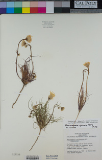 Malacothrix glabrata image