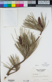 Pinus muricata image