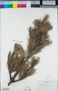 Pinus muricata image