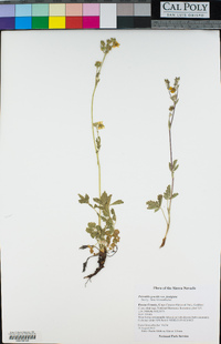 Potentilla gracilis var. fastigiata image