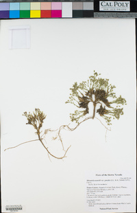 Sabulina nuttallii var. gracilis image