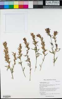 Castilleja applegatei image