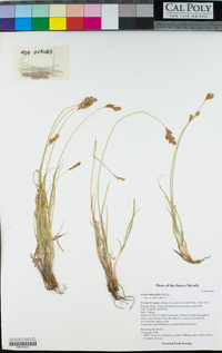 Carex tahoensis image