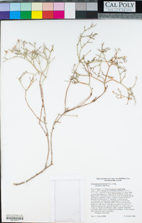 Eriogonum heermannii var. floccosum image