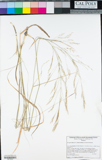 Stipa miliacea var. miliacea image