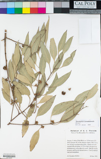 Eucalyptus camaldulensis image