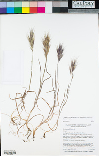 Bromus rubens image