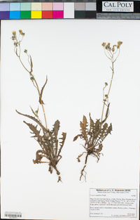 Crepis capillaris image