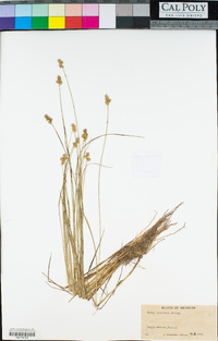 Carex interior image