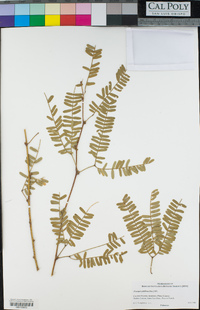 prosopis juliflora madera