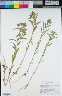 Collomia linearis image