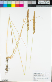 Calamagrostis stricta image