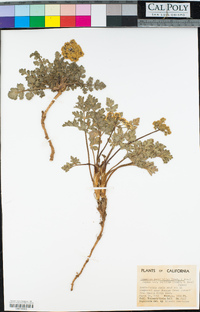 Lomatium parvifolium var. pallidum image