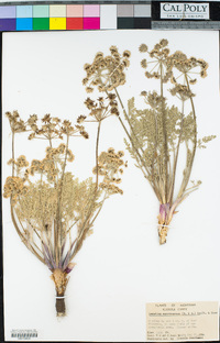 Lomatium macrocarpum image