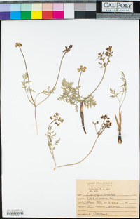 Lomatium orientale image