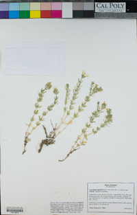 Linanthus nuttallii subsp. nuttallii image