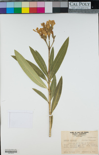 Nerium oleander image