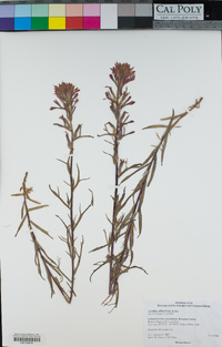 Castilleja affinis image