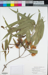 Eucalyptus tereticornis image