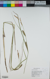 Carex sheldonii image