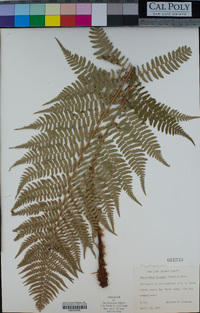 Dryopteris arguta image