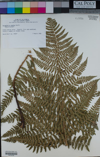 Dryopteris arguta image