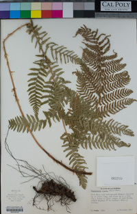 Dryopteris arguta image