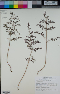 Pellaea andromedifolia image