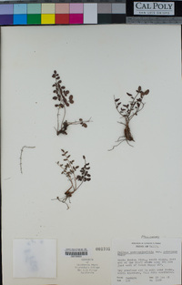 Pellaea andromedifolia var. pubescens image