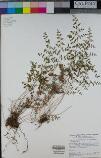 Pellaea andromedifolia var. andromedifolia image