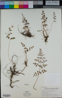 Pellaea andromedifolia image