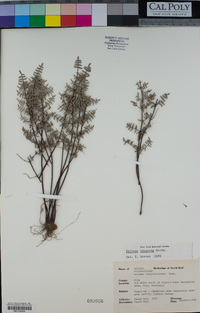 Pellaea truncata image