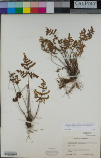 Pentagramma triangularis subsp. triangularis image