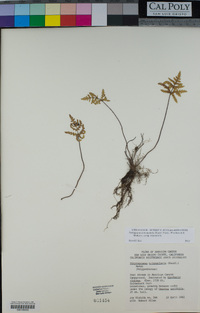 Pentagramma triangularis subsp. triangularis image