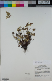 Pentagramma triangularis subsp. triangularis image