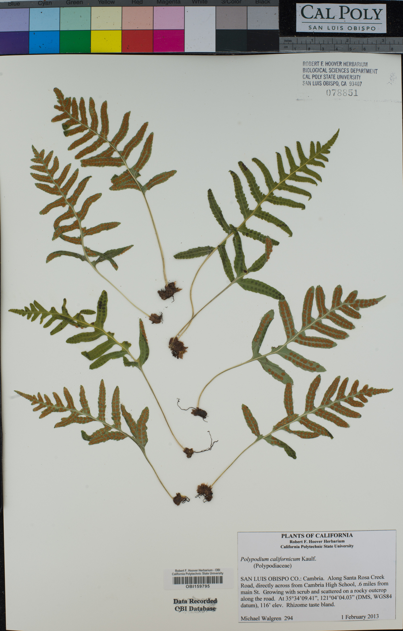 Polypodium californicum image