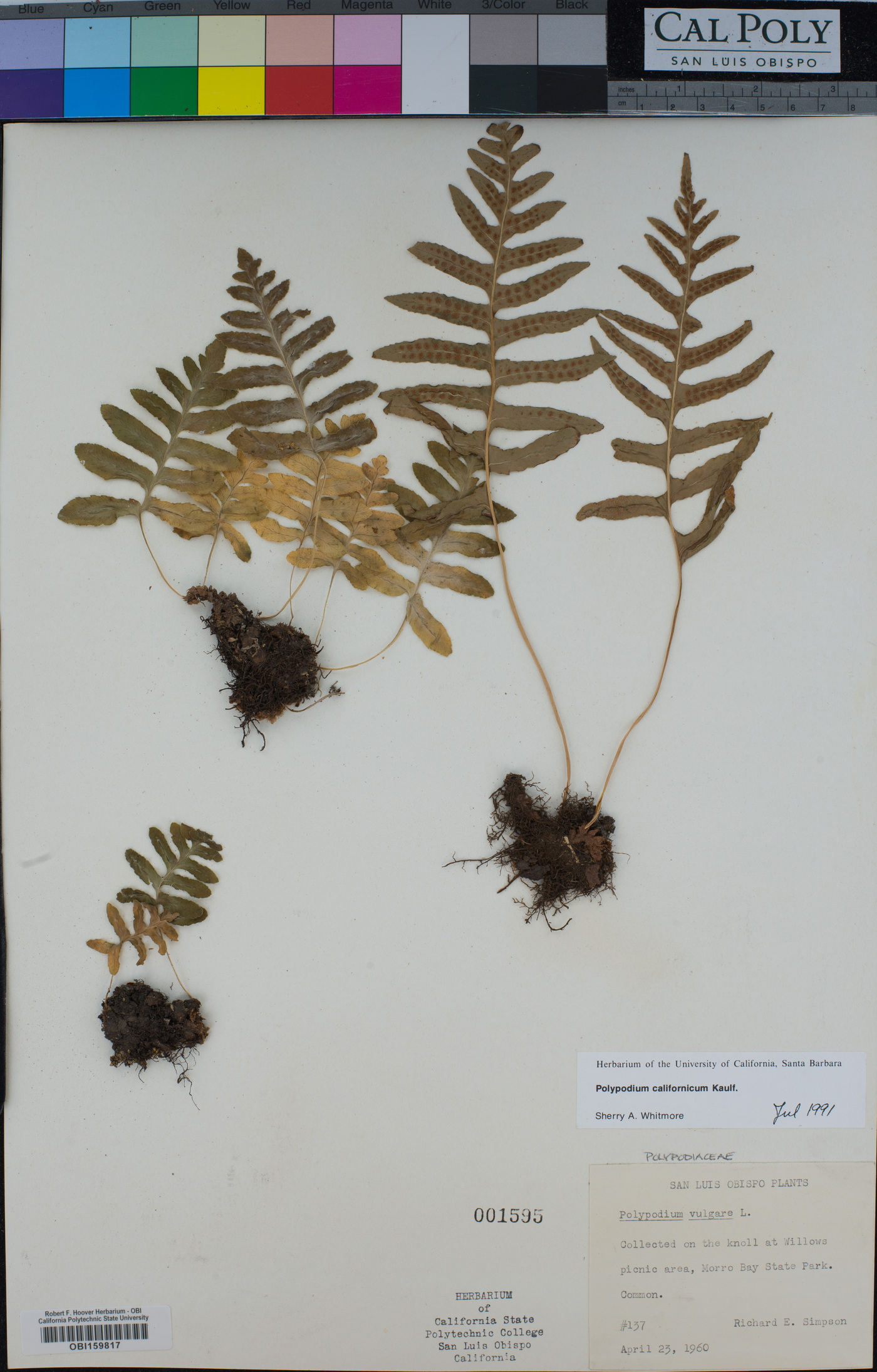 Polypodium californicum image