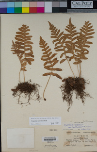 Polypodium californicum image