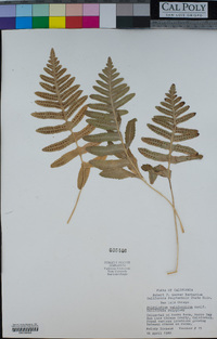 Polypodium californicum image