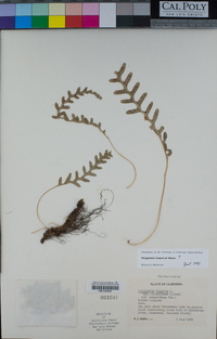 Polypodium hesperium image