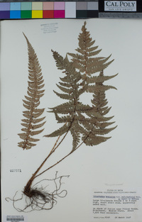 Polystichum aculeatum image