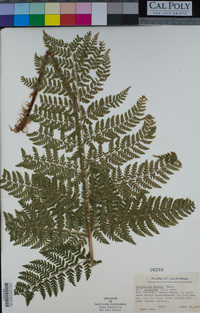 Polystichum dudleyi image